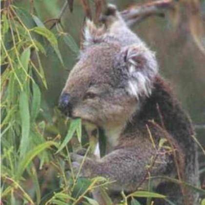 100ml Eucalyptus Oil